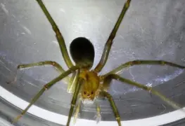 Investigadores chilenos premiados por estudio sobre araña de rincón