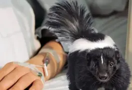 Muere joven por rabia en Zacatecas, primer caso humano desde 1987