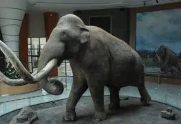 Revelan ADN antiguo del mamut Colombino en México
