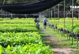 Gobierno del Pueblo de Tabasco se compromete con la Reforestación