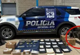Unidad Canina K9 evita envío de droga y equipo táctico en León