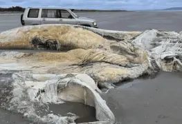 Impactante hallazgo de criatura marina desconocida en Cefn Sidan