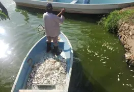 Investigan mortandad de peces en Las Ilusiones