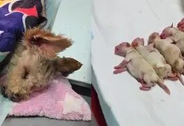 Solidaridad por Cereza, la Perrita Embarazada Rescatada