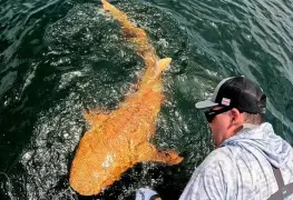 Extraño Tiburón Naranja Capturado en Costa Rica