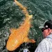 Extraño Tiburón Naranja Capturado en Costa Rica