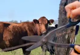 Macuspana con más casos de abigeato