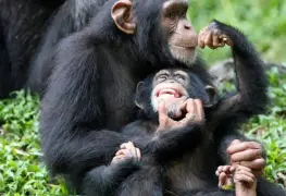 Un vínculo evolutivo entre chimpancés y humanos