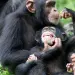 Un vínculo evolutivo entre chimpancés y humanos