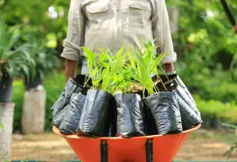 Especialistas respaldan iniciativa de reforestación en Tabasco