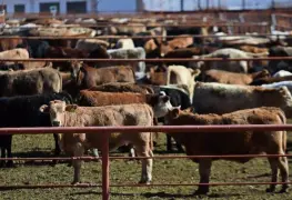 Plaga invasiva del gusano barrenador preocupa a productores en frontera