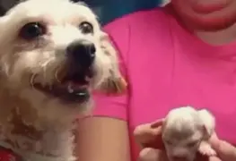 Cereza y Cerecito: la conmovedora lucha por la vida tras explosión en Iztapalapa