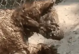 Trasladan con éxito a Mina desde zoológico La Pastora