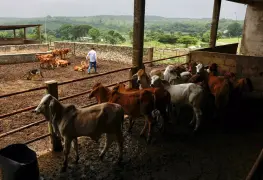 Regulaciones en México amenazan sector cárnico