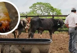 Alerta en Oaxaca por presencia del gusano barrenador