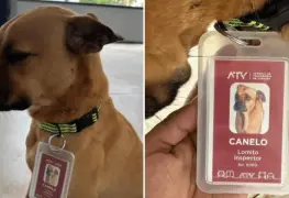 Emotivo reencuentro entre Rocky y su dueño en Yucatán