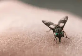 Combatirán miasis médicos de tabasco