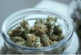 Descubren potencial regenerativo del cannabis sativa en Argentina