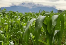 Visita oficial del ministro de Agricultura de Canadá a México