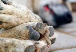 Marcha pacífica en Cholul contra envenenamiento de perros