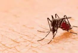 Mosquito originario de Asia, transmite el dengue, chikungunya, zika y fiebre amarilla