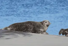Al borde del colapso, la foca de puerto desaparece