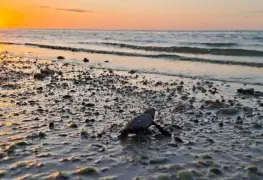 Tortugas marinas regresan al mar en Yucatán