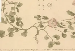 Exposición inédita de José María Velasco en el Museo Kaluz