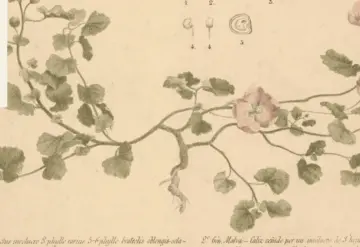 Exposición inédita de José María Velasco en el Museo Kaluz