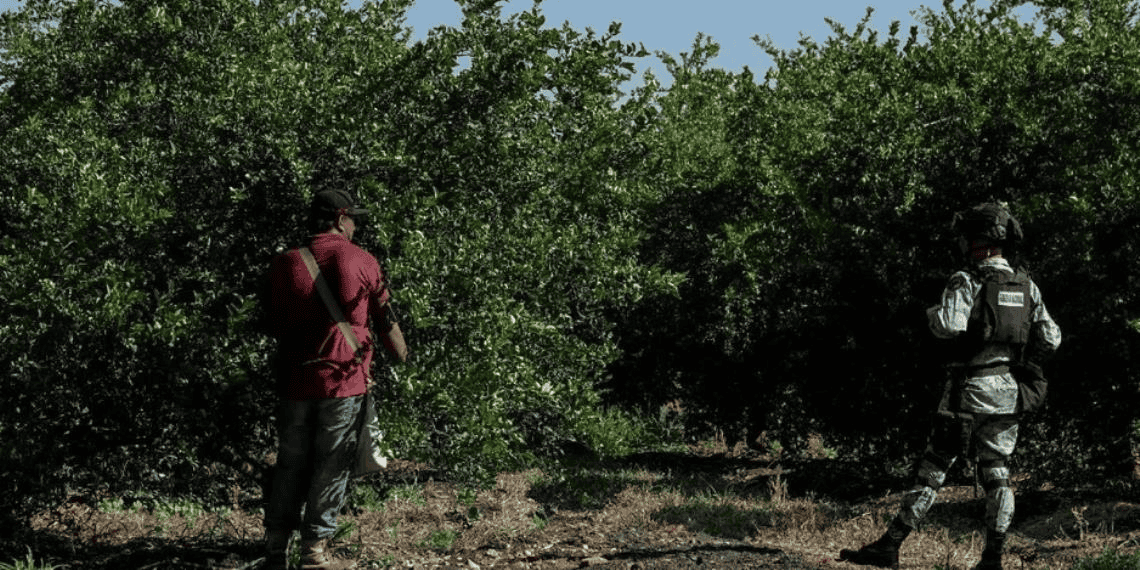 Violencia y extorsión: crisis en mercado de limoneros de Michoacán