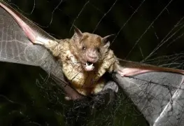 Robótica avanzada: Drones con ecolocalización como murciélagos