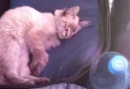 Zafiro, el gato cobrador que conquist&oacute; Puebla, desaparece inesperadamente