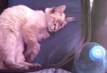 Zafiro, el gato cobrador que conquistó Puebla, desaparece inesperadamente