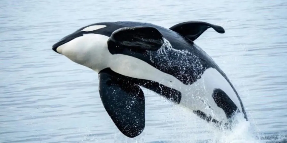 Estudio revela depredación de orcas a tiburones blancos juveniles