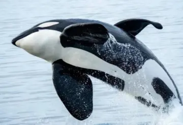 Estudio revela depredación de orcas a tiburones blancos juveniles