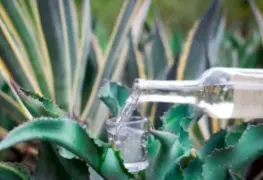 Oaxaca inicia batalla legal por la denominaci&oacute;n de origen del mezcal