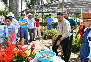 Presidenta Sheinbaum respaldará producción de cacao en Tabasco