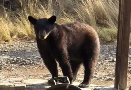 Aumento alarmante de ataques de osos en Japón