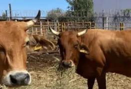 México protege su ganado rechazando cargamentos