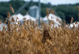 Rusia reduce envío de trigo a México en 2025