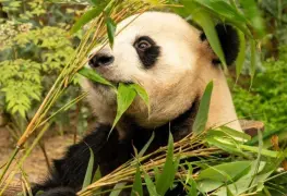 Duplicación de la población de pandas gigantes en cautiverio en China