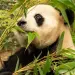 Duplicación de la población de pandas gigantes en cautiverio en China