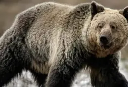 Heridos en excursión escolar en Bella Coola, Canadá