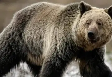 Heridos en excursión escolar en Bella Coola, Canadá