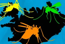 Alerta por la presencia de mosquitos en Colorado e Islandia