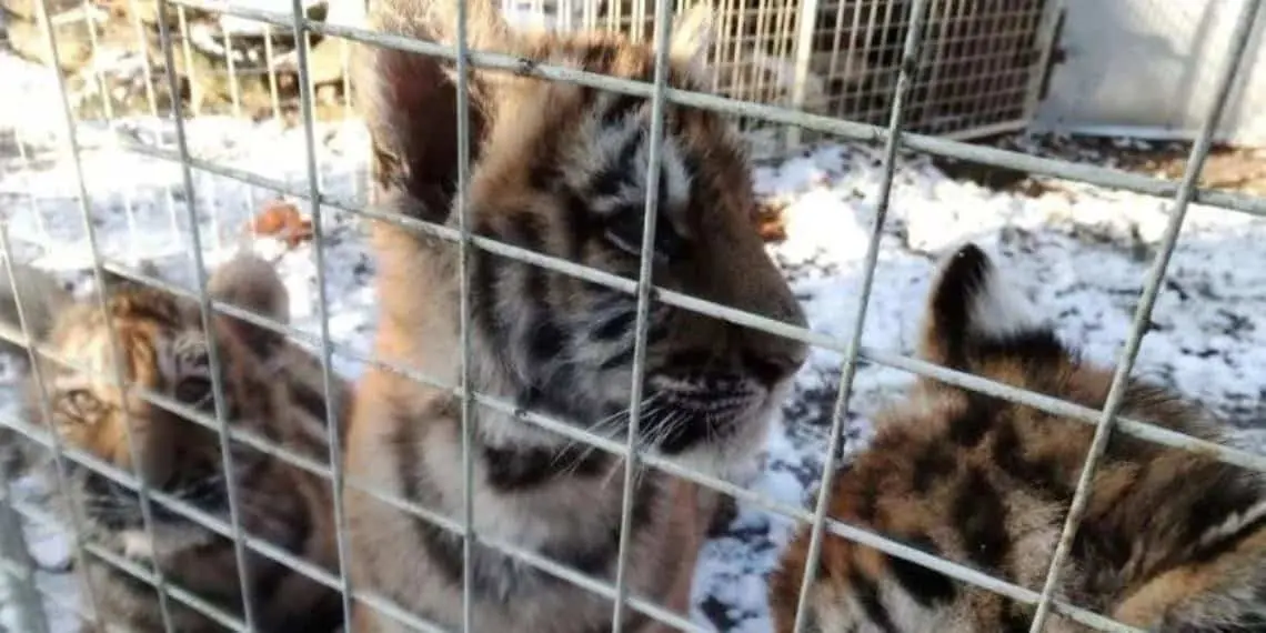 El tráfico de tigres alcanza niveles críticos y amenaza su supervivencia