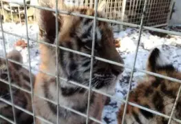 El tráfico de tigres alcanza niveles críticos y amenaza su supervivencia