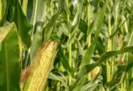 Precio del maíz en México se ve beneficiado por apoyo de minsa