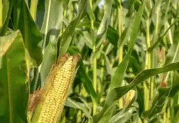 Precio del maíz en México se ve beneficiado por apoyo de minsa