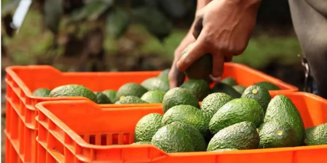 Impacto en las relaciones comerciales entre México y EU